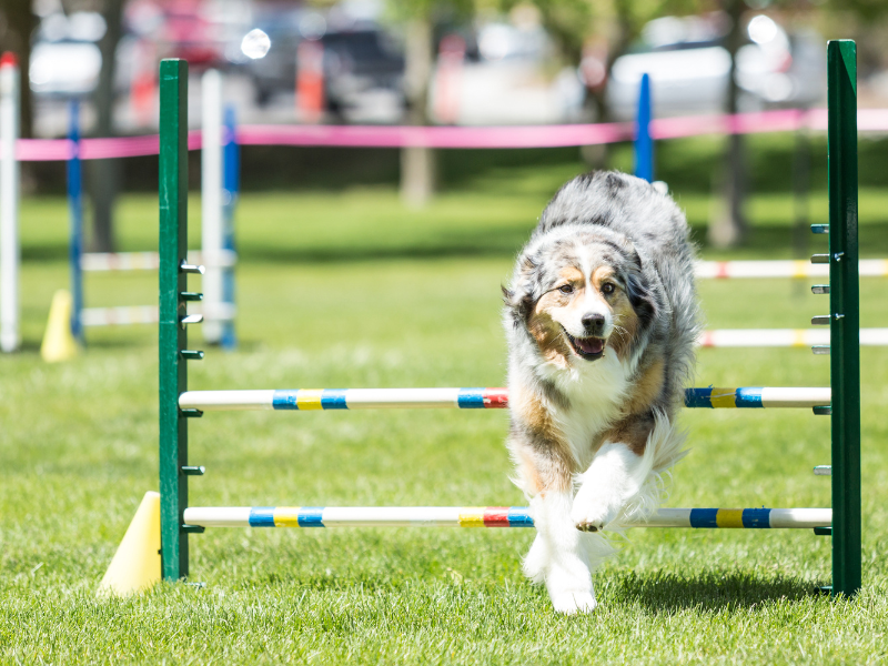 agility (800 x 600 px)