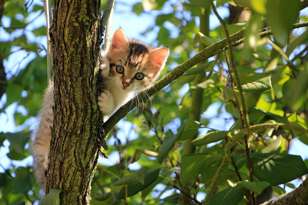 cat, kitten, tree, curious, tabby, feline, animal, domestic, domestic cat, cat portrait, pet, curious cat, nature, mammal